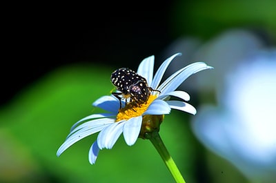 白天特写摄影中白色雏菊上的黑白蝴蝶